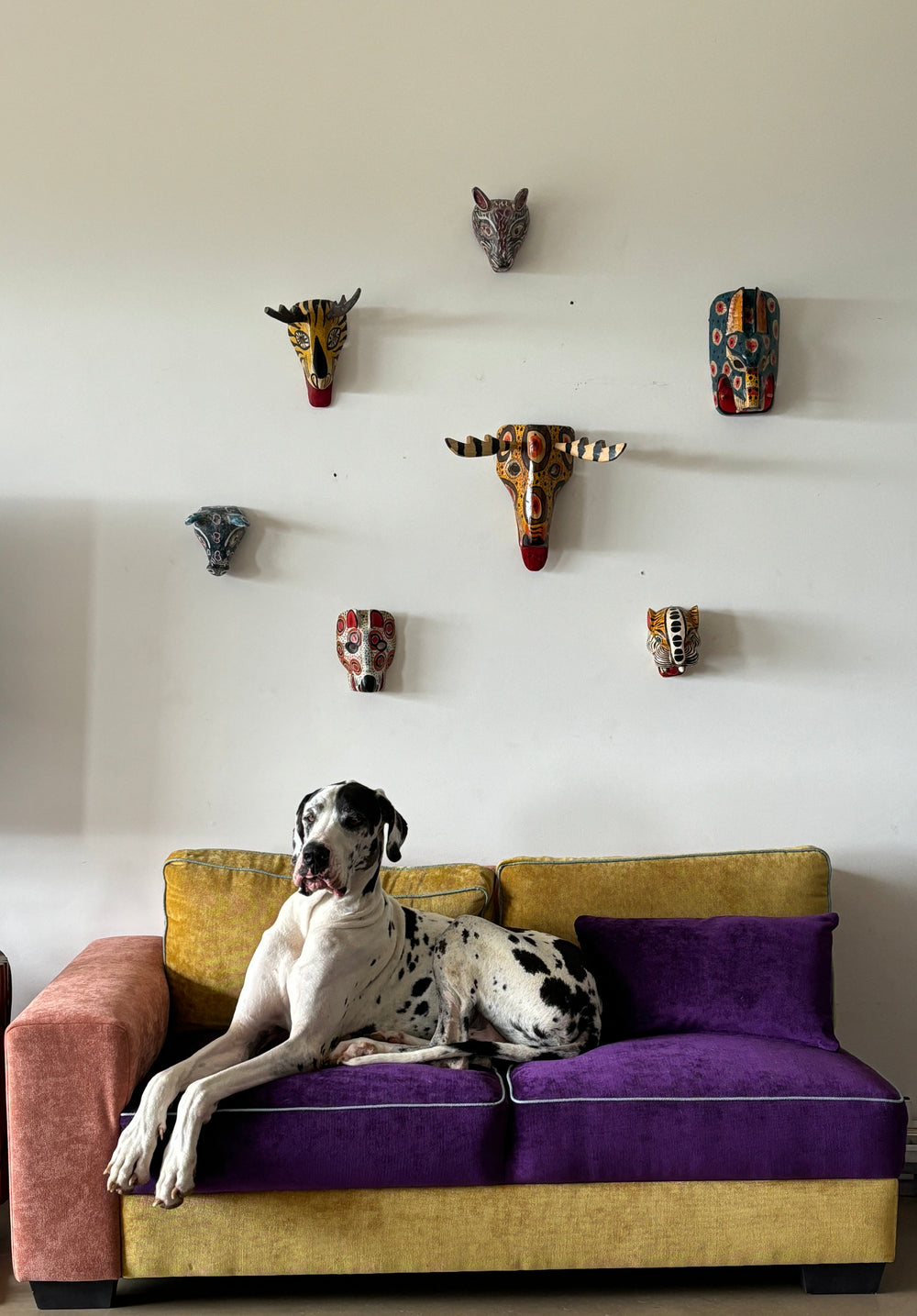 Dog lying on a purple and gold couch with decorative items on a shelf.
